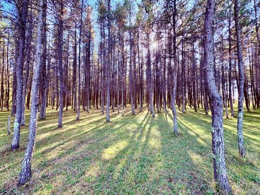 541 Wilderness Avenue, Williams, MN 56686