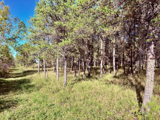 541 Wilderness Avenue, Williams, MN 56686