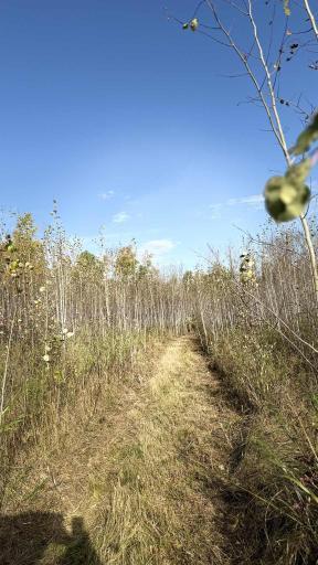 TBD S 80 Town Rd 6, Northome, MN 56661