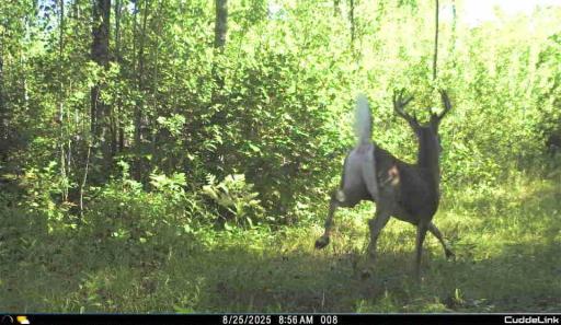 TBD S 80 Town Rd 6, Northome, MN 56661