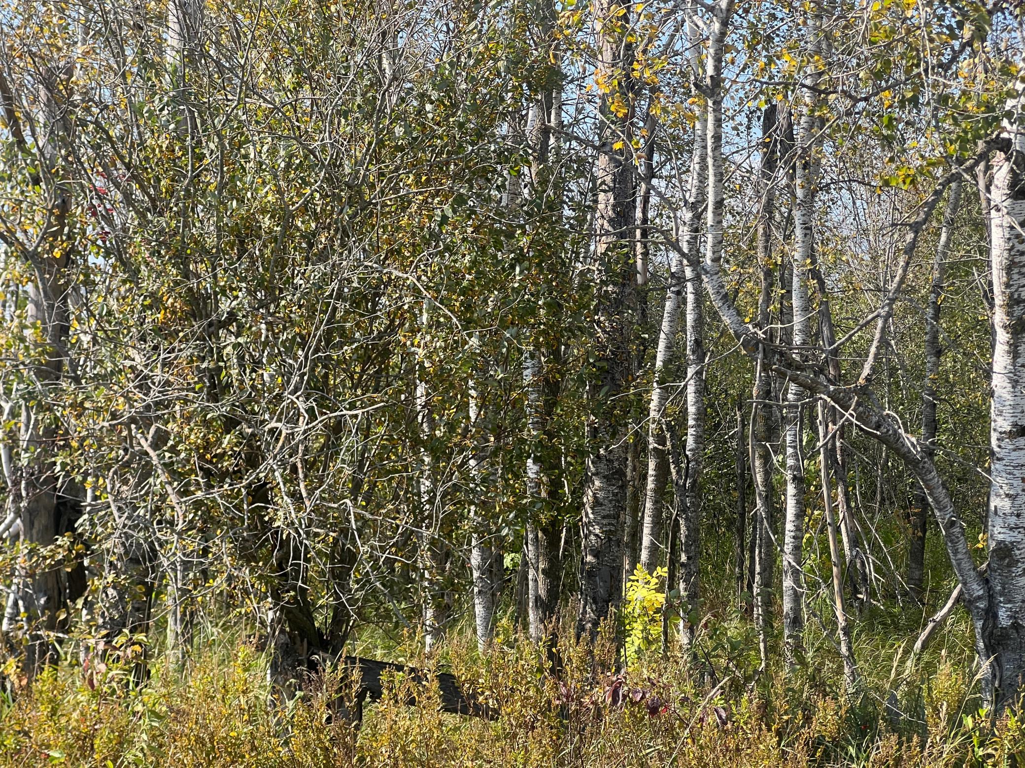 IMG_0286.JPG