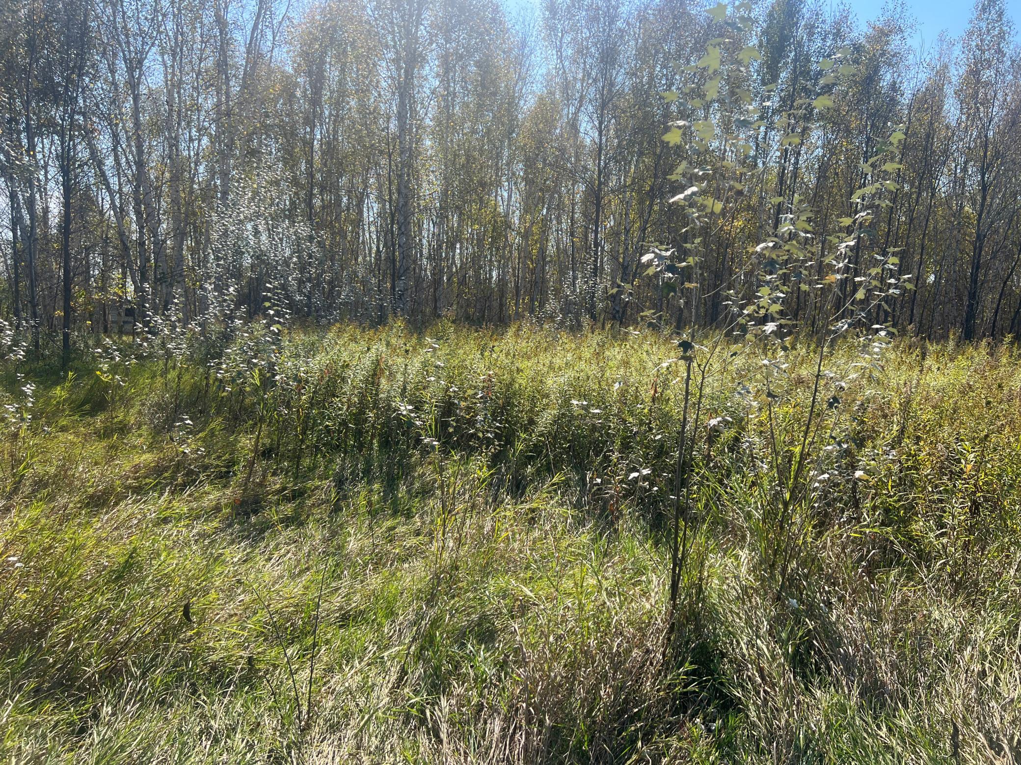 IMG_0295.JPG