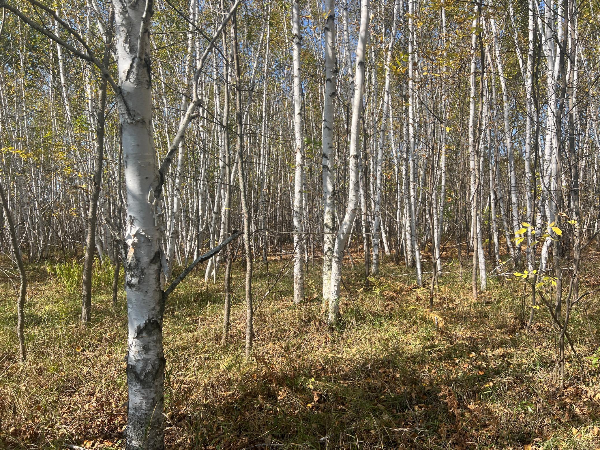 Property photo for 00000 County HWY 61, Hinckley, MN 55037