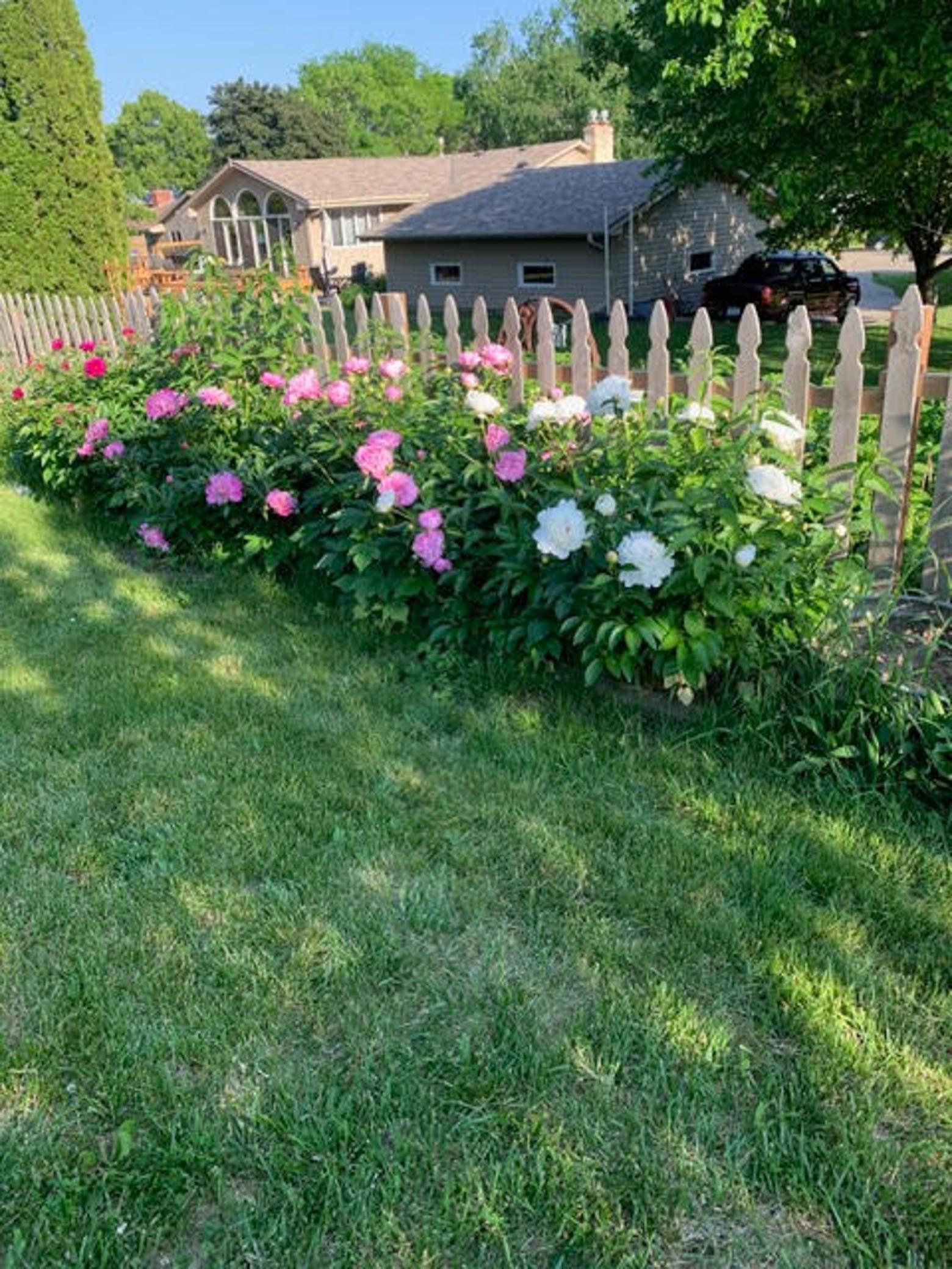 Summer pictures of the peonies.