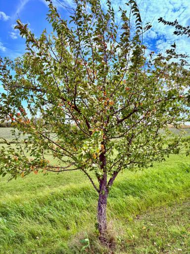 Trees along east road