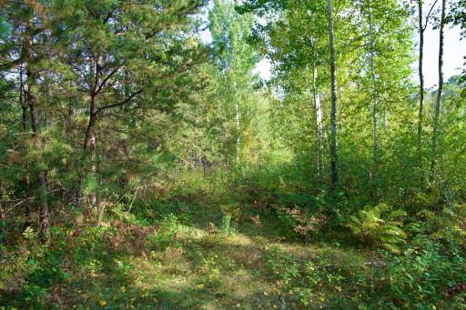 Tract C Hwy 371, Brainerd, MN 56401