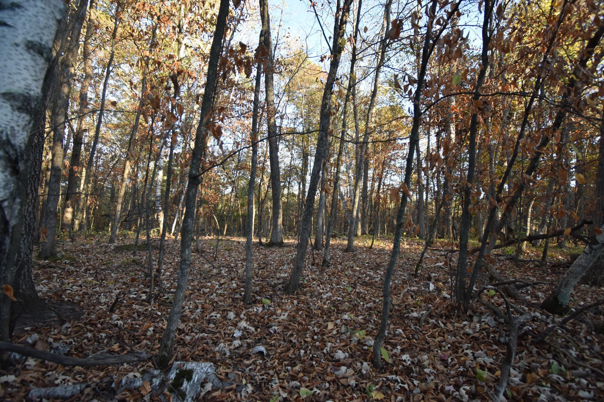 DSC_0295.JPG