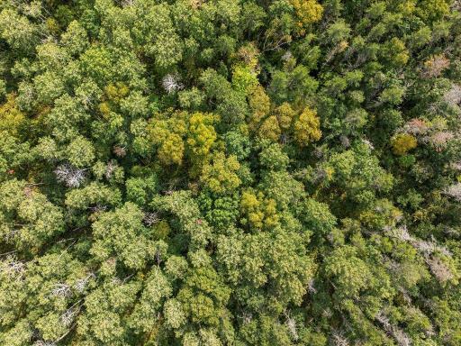 Parcel F Horseshoe Lake Rd, Merrifield, MN 56465