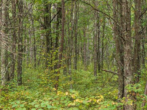 Parcel F Horseshoe Lake Rd, Merrifield, MN 56465