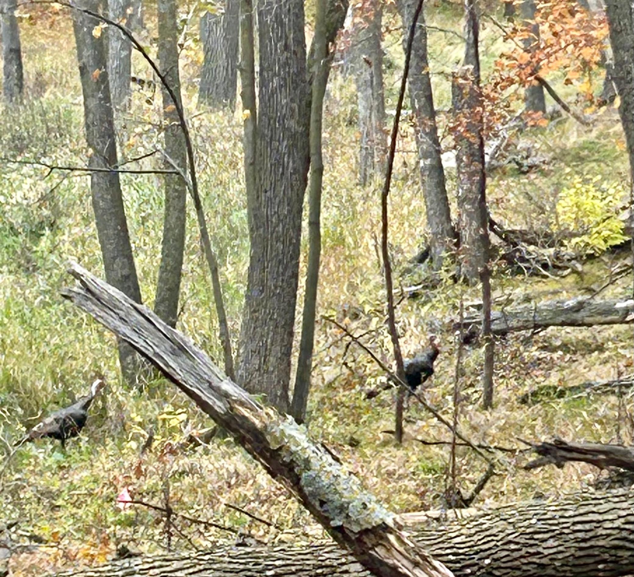 Wild Turkeys