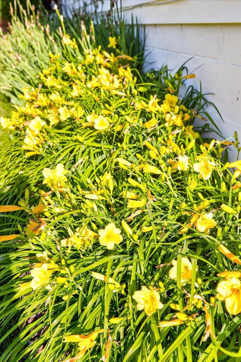 Beautiful daylilies
