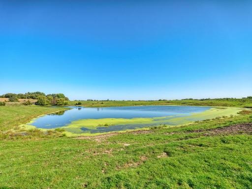 Here are the swans? They love this pond!