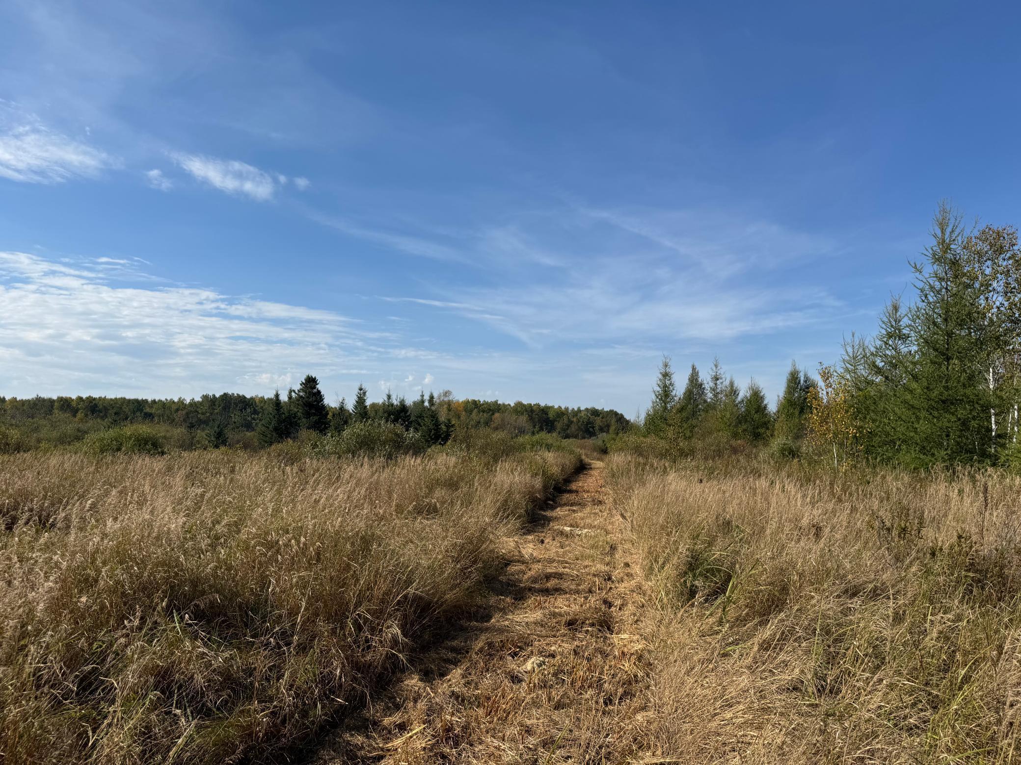 Entering woods close to SE.jpg