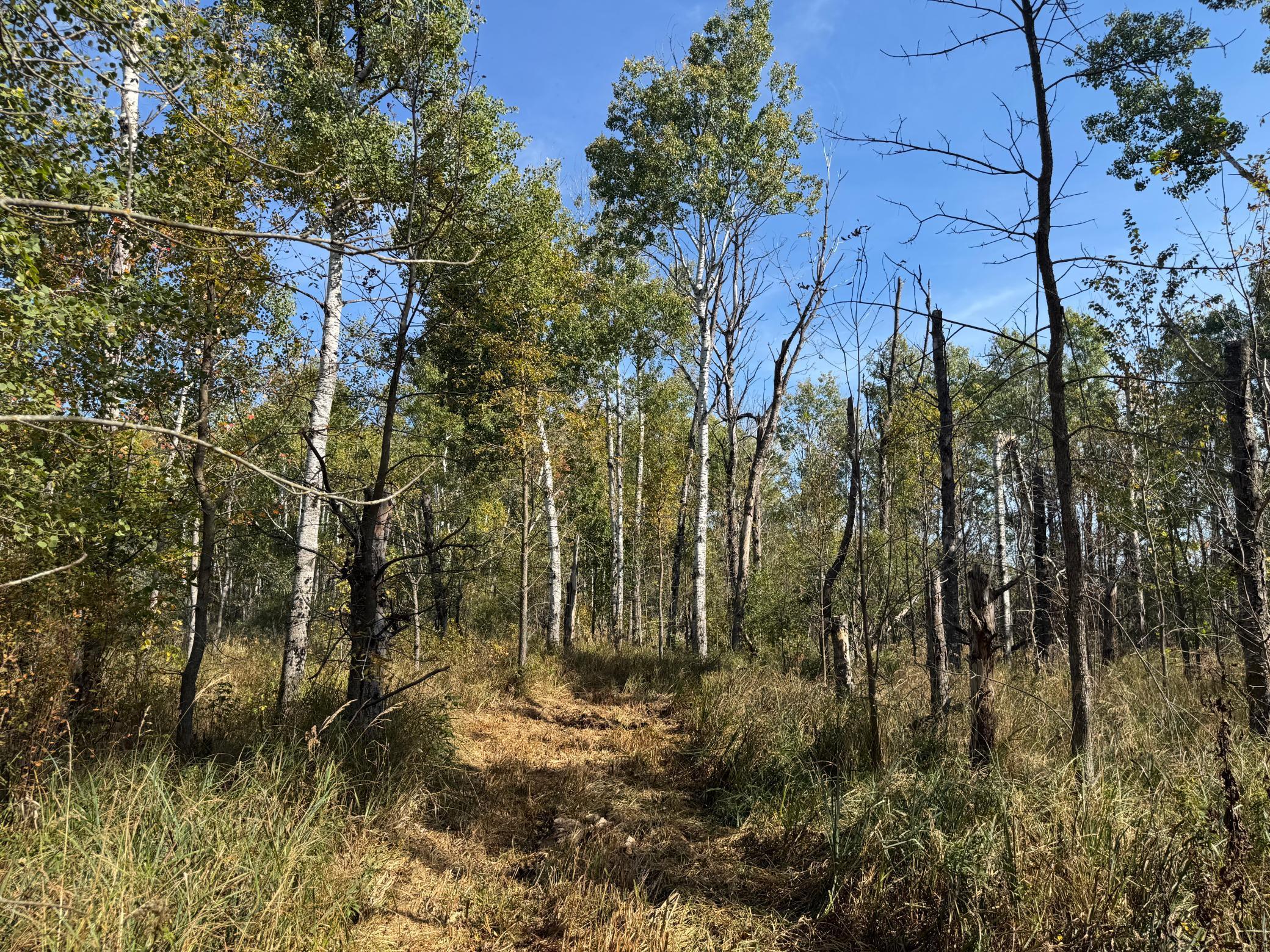 Additional view entering woods close to SE.jpg