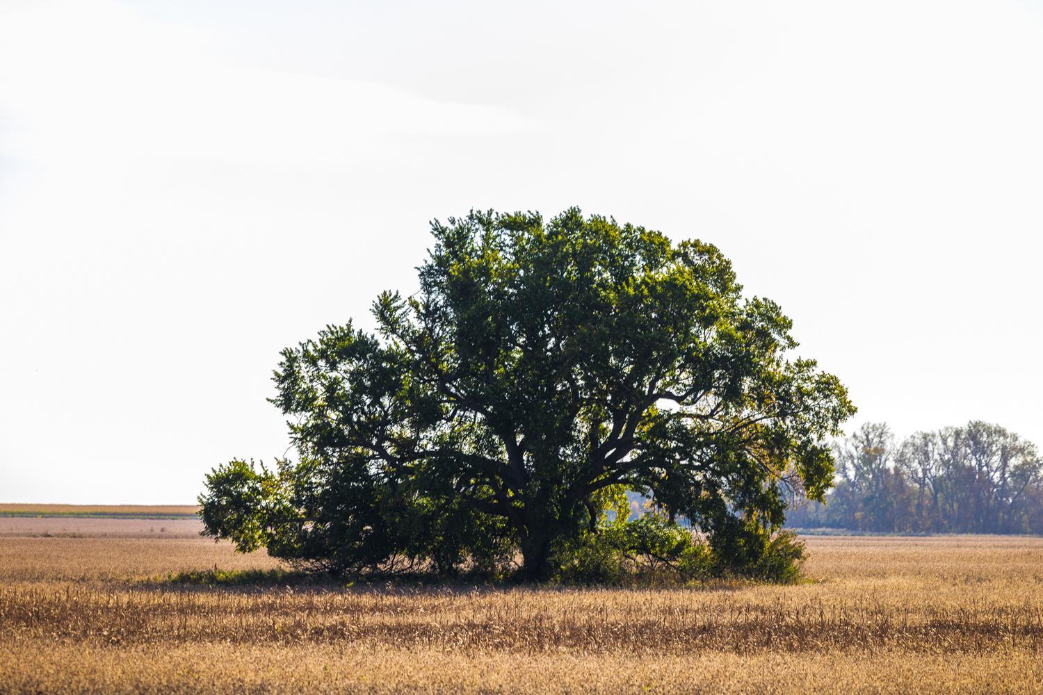 Amdak_Lamoure Co 156 Acres-20.jpg