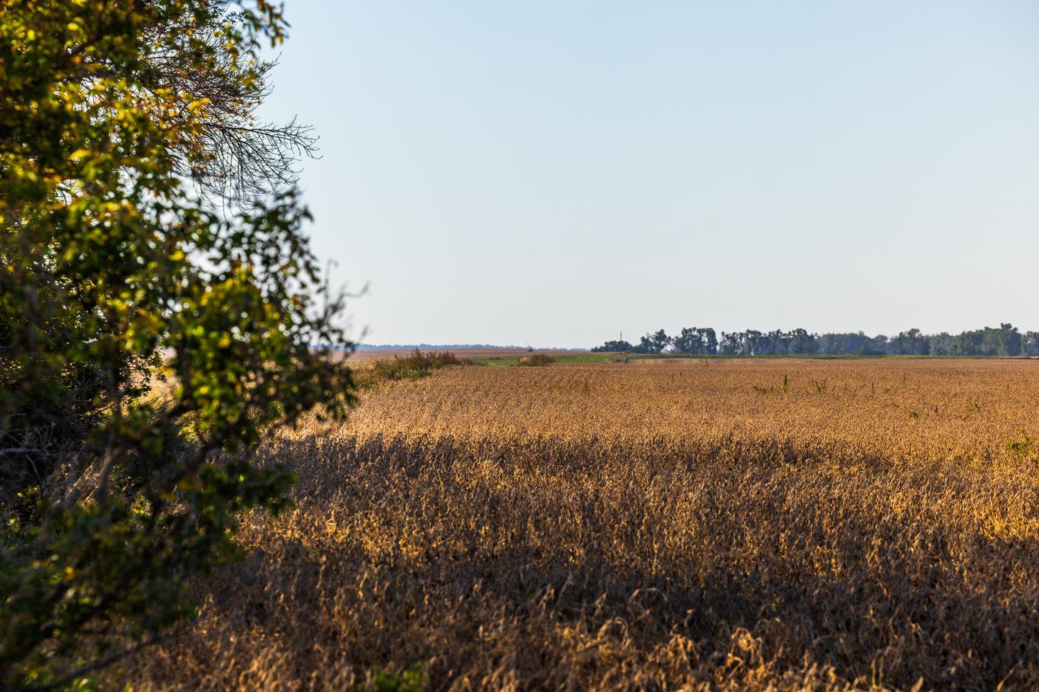 Amdak_Lamoure Co 156 Acres-17.jpg