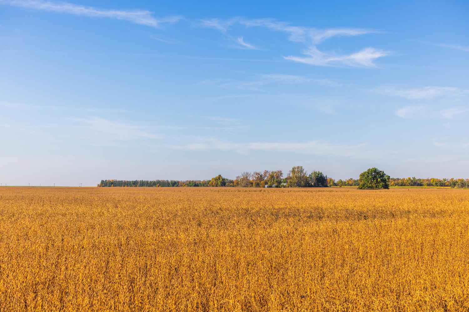 Amdak_Lamoure Co 156 Acres-19.jpg