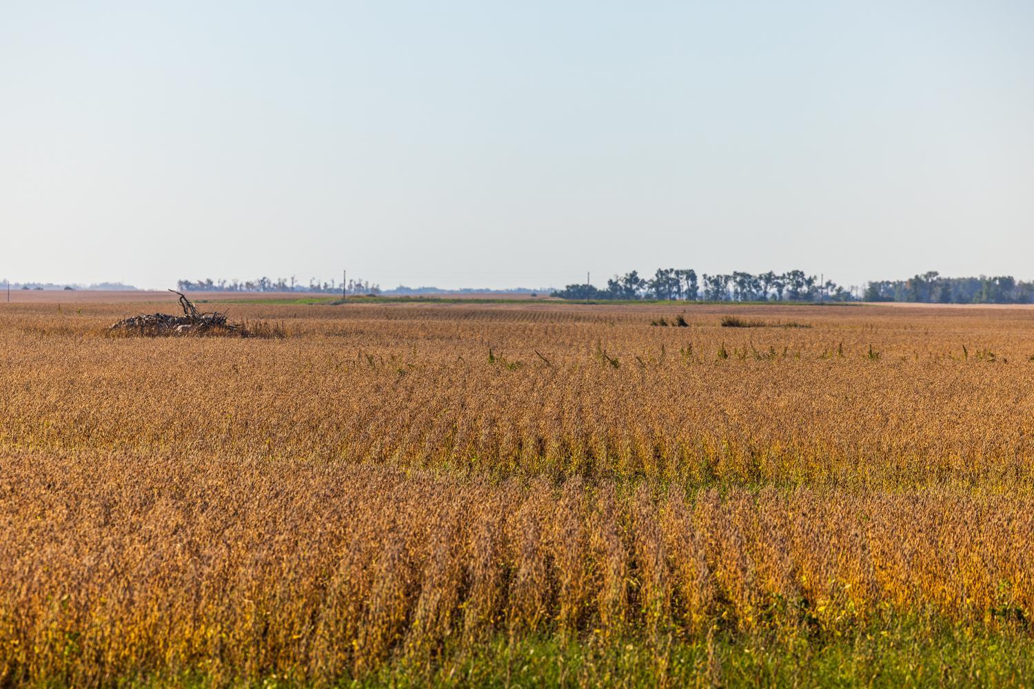 Amdak_Lamoure Co 156 Acres-16.jpg