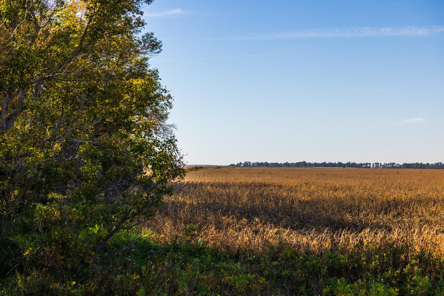 Amdak_Lamoure Co 156 Acres-18.jpg