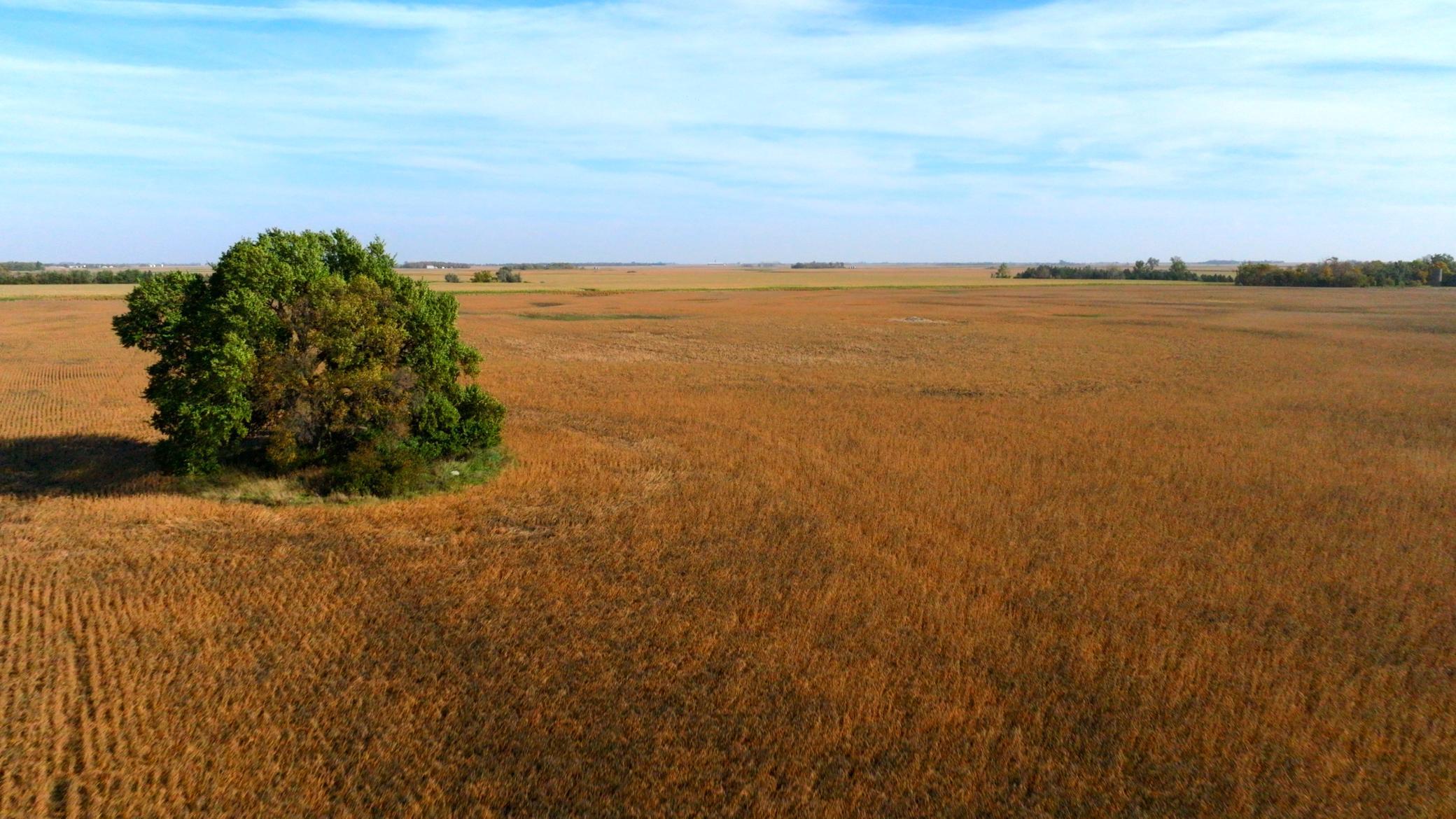 Amdak_Lamoure Co 156 Acres-27.jpg