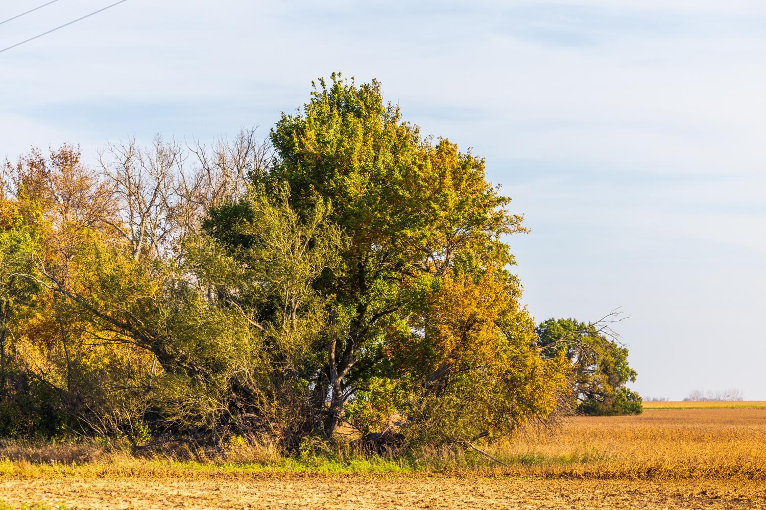 Amdak_Lamoure Co 156 Acres-21.jpg