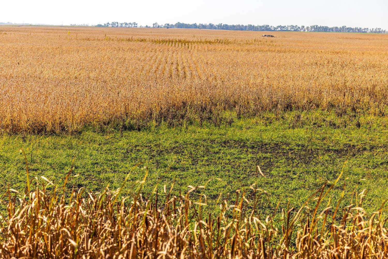 Amdak_Lamoure Co 156 Acres-15.jpg