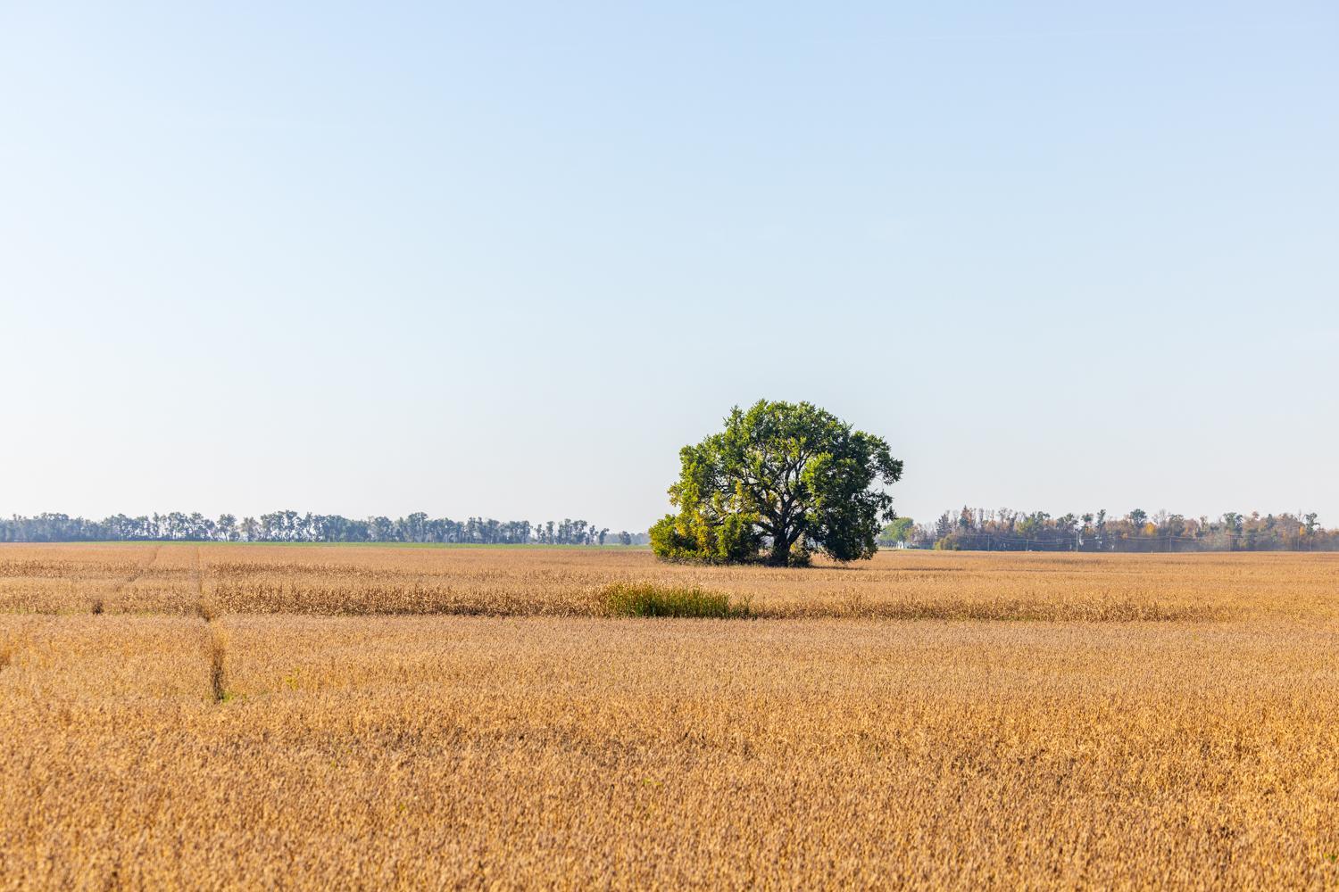 Amdak_Lamoure Co 156 Acres-3.jpg