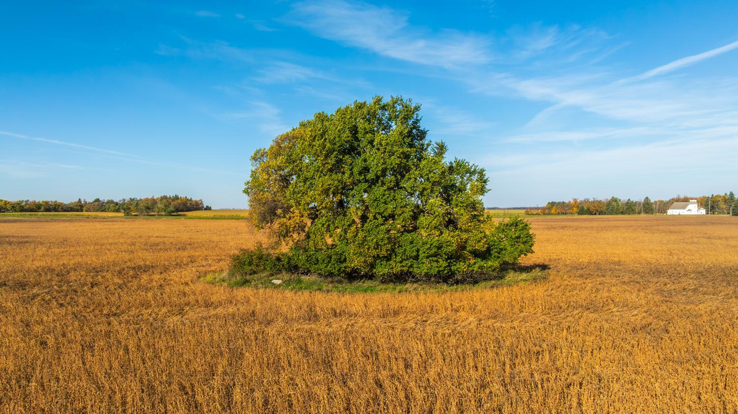 Amdak_Lamoure Co 156 Acres-7.jpg