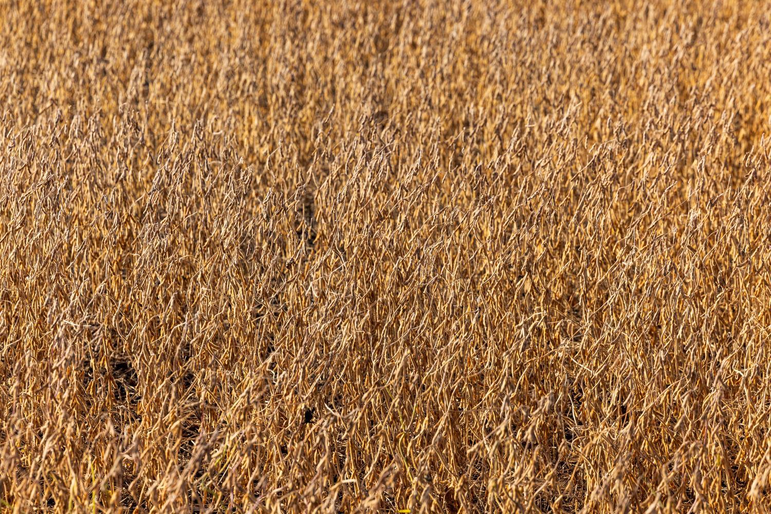 Amdak_Lamoure Co 156 Acres-2.jpg