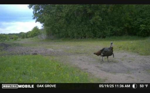 TBD Flamingo Street NW, Oak Grove, MN 55011