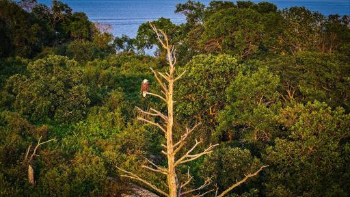 1 Birch Island, Angle Inlet, MN 56711