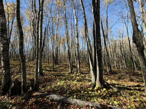TBD French Rd., Chisholm, MN 55719