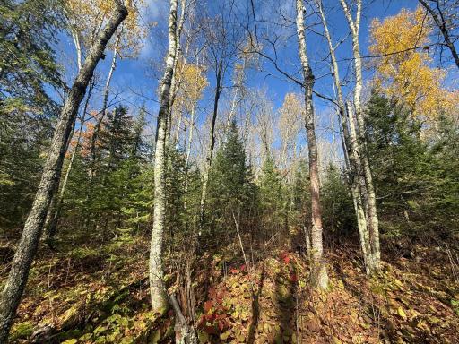 TBD French Rd., Chisholm, MN 55719