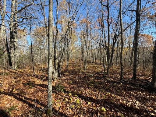 TBD French Rd., Chisholm, MN 55719