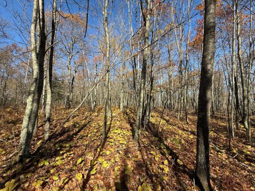 TBD French Rd., Chisholm, MN 55719