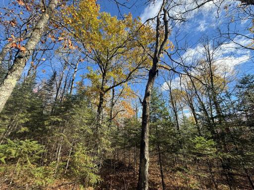 TBD French Rd., Chisholm, MN 55719