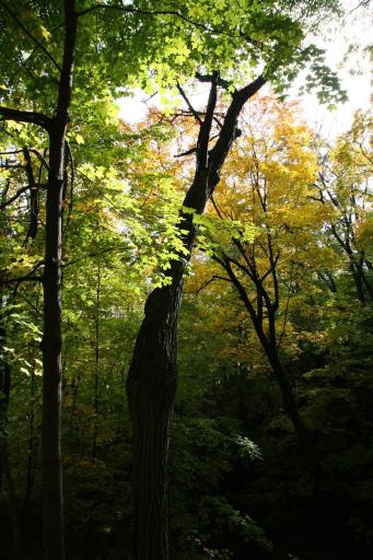 The property is filled with nature and an abundance of beautiful trees.