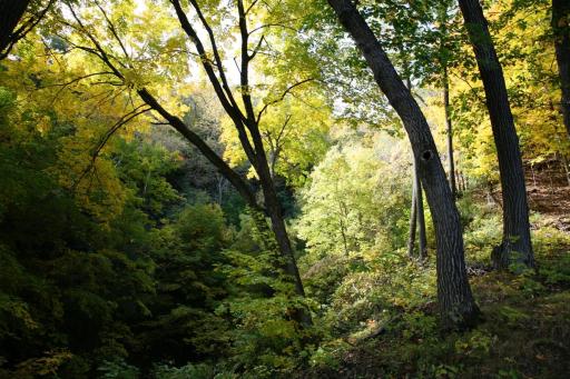 The property is filled with nature and an abundance of beautiful trees.
