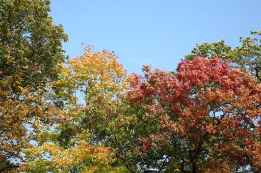 The property is filled with nature and an abundance of beautiful trees.