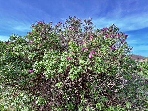 Lilacs