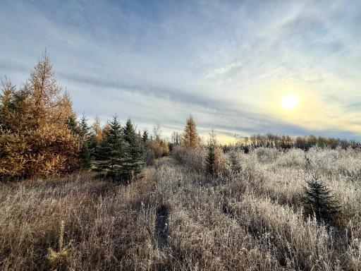 TBD Township Rd. 98, Loman, MN 56654