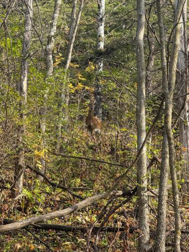 tbd County 26, Houston, MN 55943