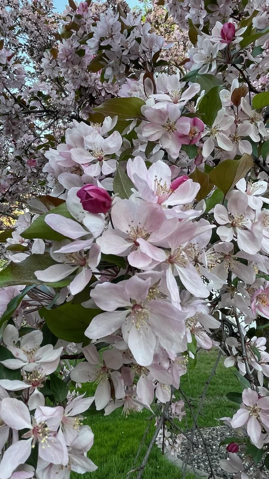 Colors of Spring!