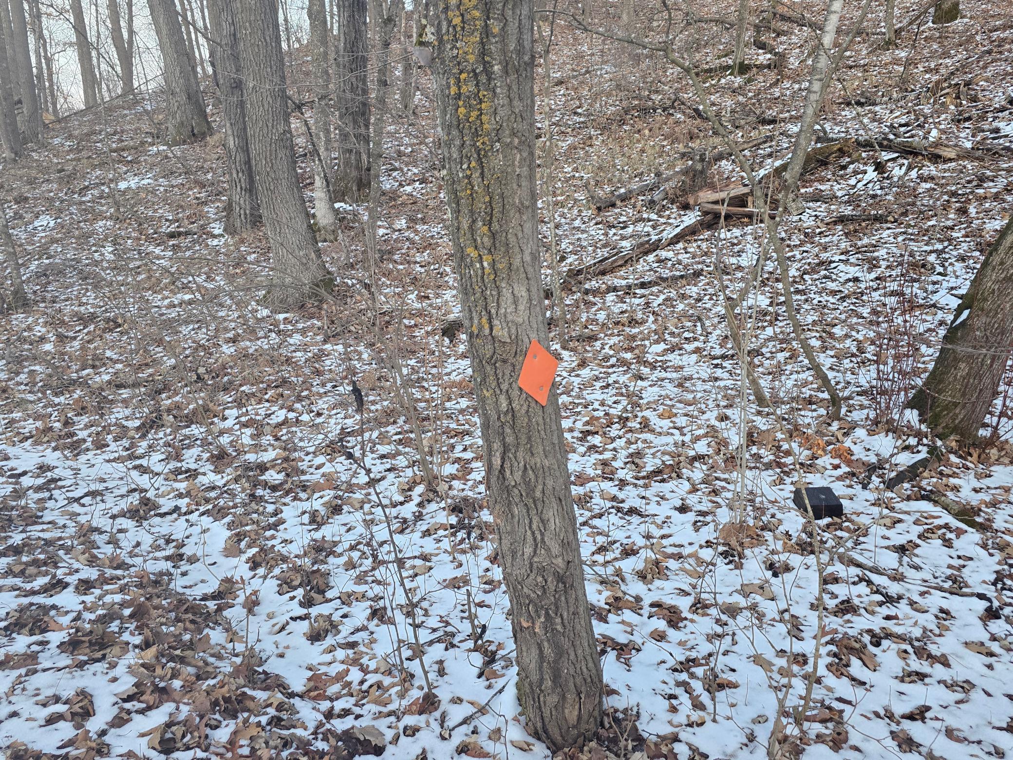 Snowmobile trail