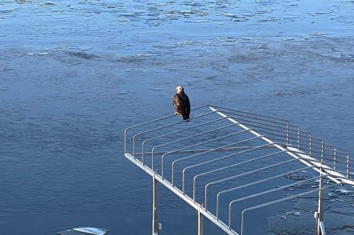 71. A frequent visitor, the Bald Eagle, perched on the shore.jpg