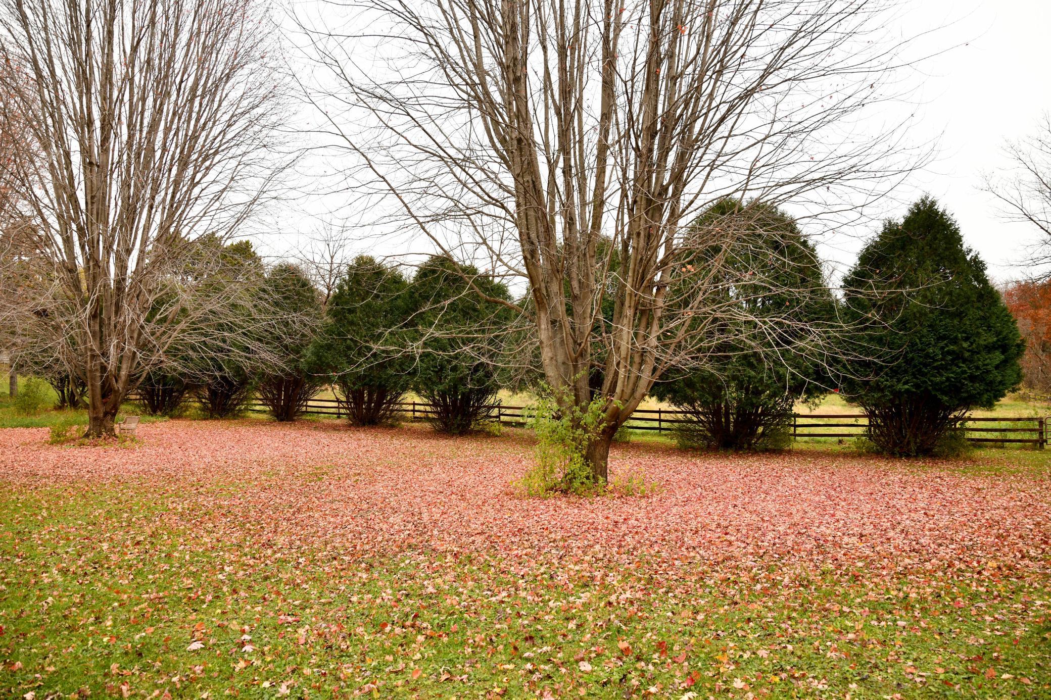 Plenty of perfectly places mature trees
