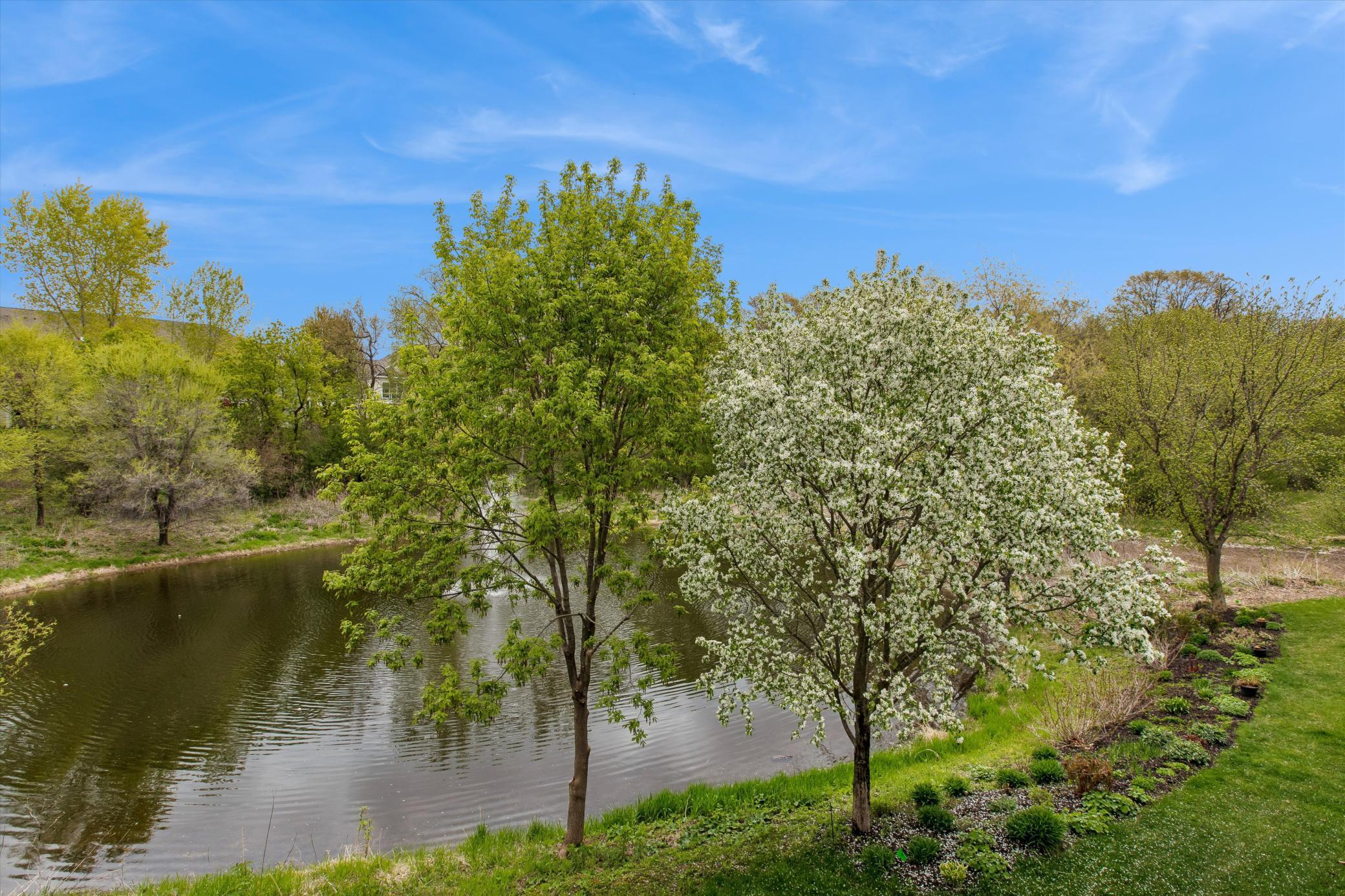 Beautiful view with the blooming crab apple tree and pond