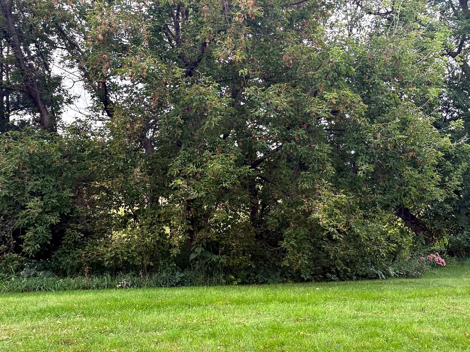 Spacious green backyard area with mature trees and natural privacy along the rear of the property.