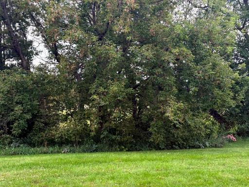 Spacious green backyard area with mature trees and natural privacy along the rear of the property.
