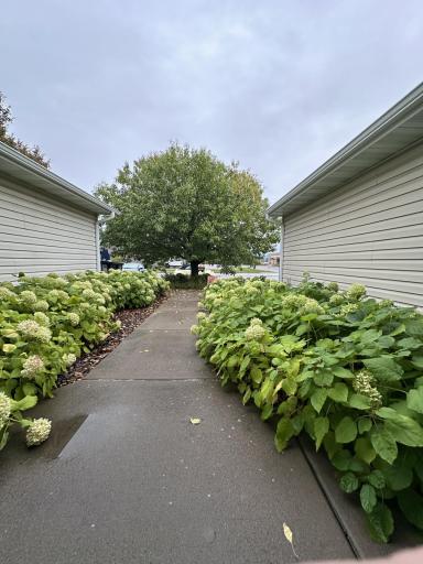 Hydrangea Heaven Here!